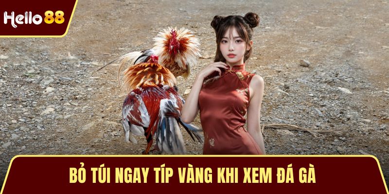 Bỏ túi ngay típ vàng khi xem đá gà